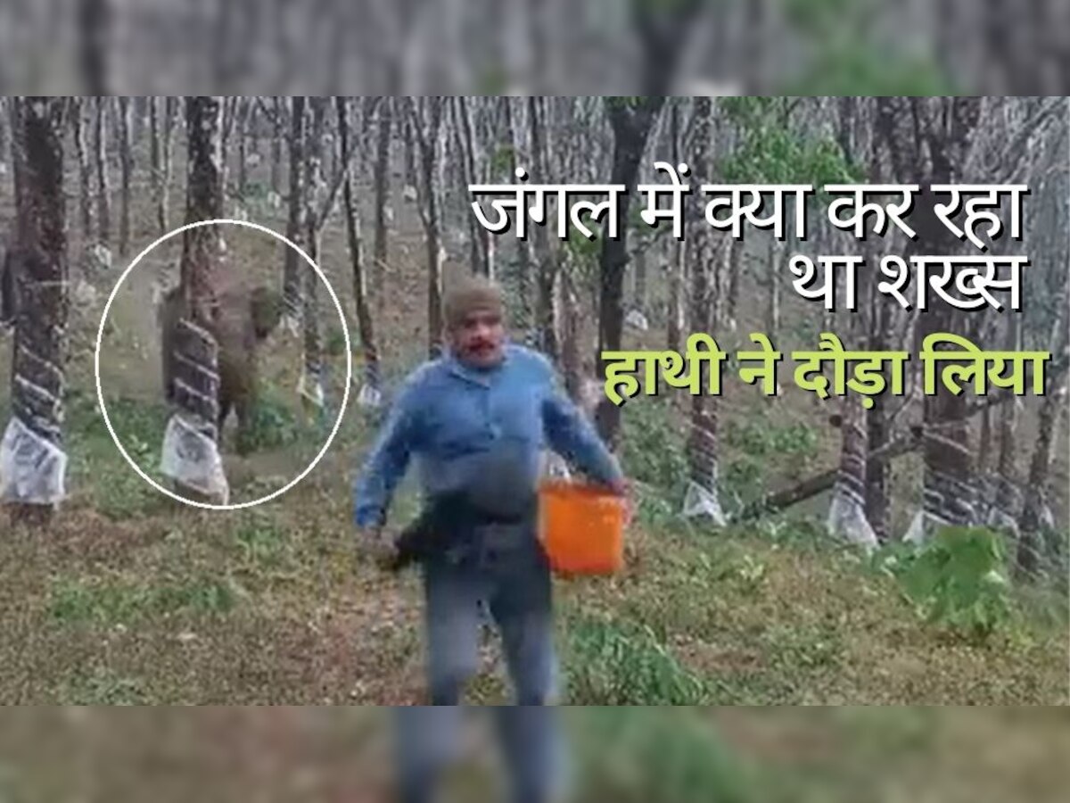 Video: शख्स जंगल में पहुंचकर कुछ ऐसा कर रहा था..पीछे से हाथी ने दौड़ा लिया, वीडियो देखिए