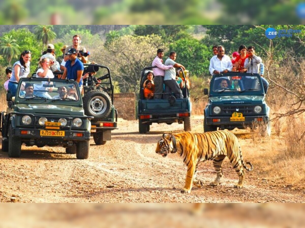 Jungle safari vehicles: ਜੰਗਲ ਸਫਾਰੀ ਵਾਹਨ 'ਤੇ ਬਾਘ ਕਿਉਂ ਨਹੀਂ ਕਰਦੇ ਹਮਲਾ, ਜਾਣੋ ਕਾਰਨ