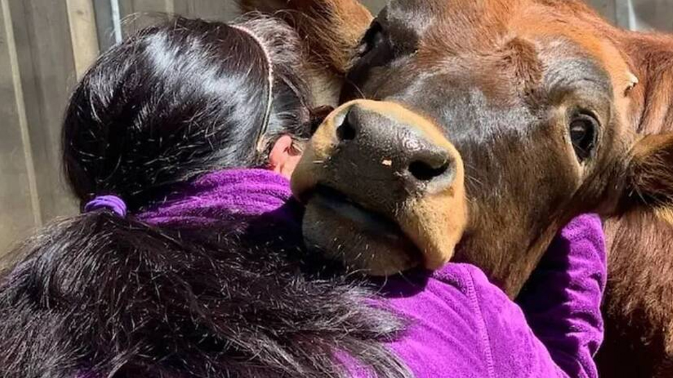 14 फरवरी को गाय को नहीं लगाया जाएगा गले; आखिर किसके डर से सरकार ने बदला फैसला ? 14 फरवरी को गाय को नहीं लगाया जाएगा गले; आखिर किसके डर से सरकार ने बदला फैसला ?