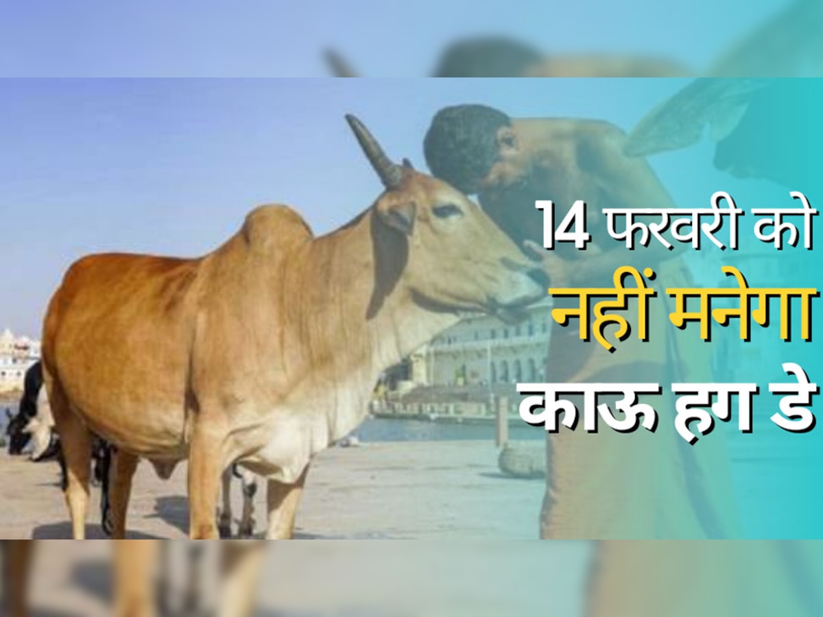 Cow Hug Day मनाने का फैसला सरकार ने क्यों ले लिया वापस? ये है बड़ी वजह!