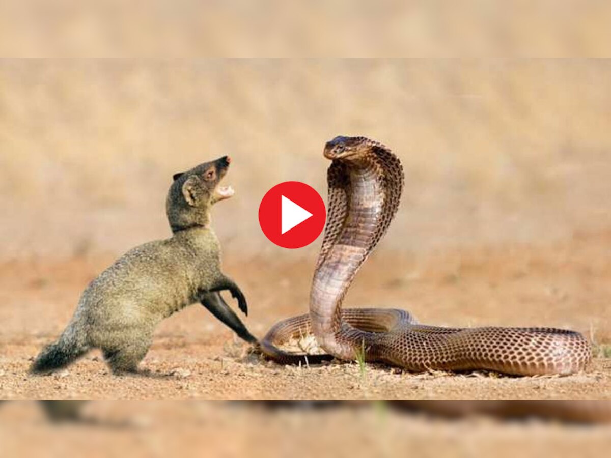 किंग कोबरा और नेवले में आखिरी सांस तक हुई फाइट, देखें जानलेवा लड़ाई का रोमांचक Video