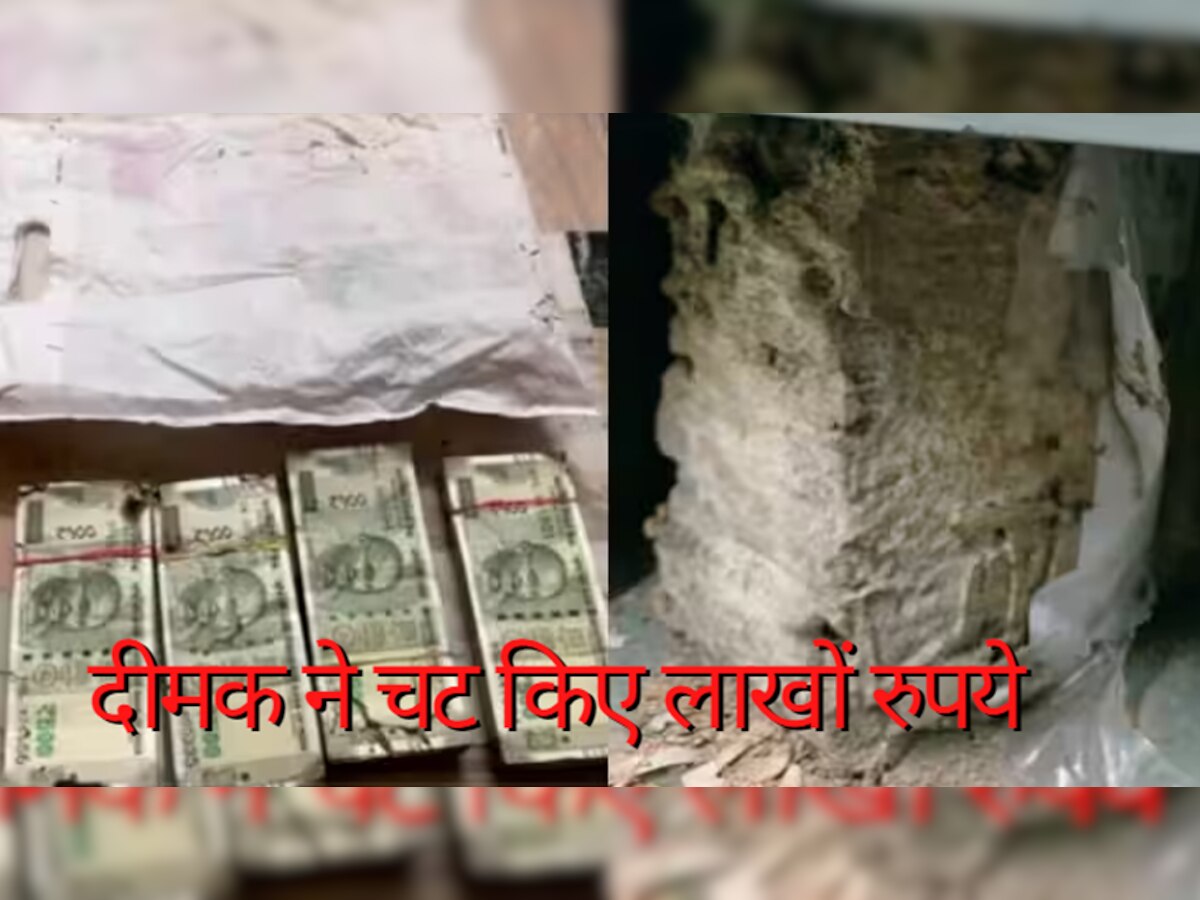बैंक लॉकर में रखी लाखों की नोट चाट गया दीमक, PNB का हैरान करने वाला मामला
