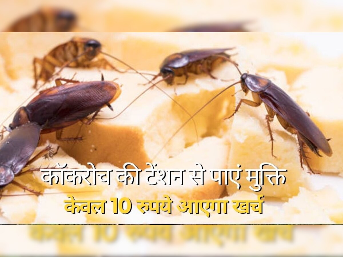 Cockroach Control Tips: बिना मारे रसोई से बाहर करना चाहते हैं कॉकरोच? अपना लें ये 4 घरेलू उपाय, केवल 10 रुपये आएगा खर्च 