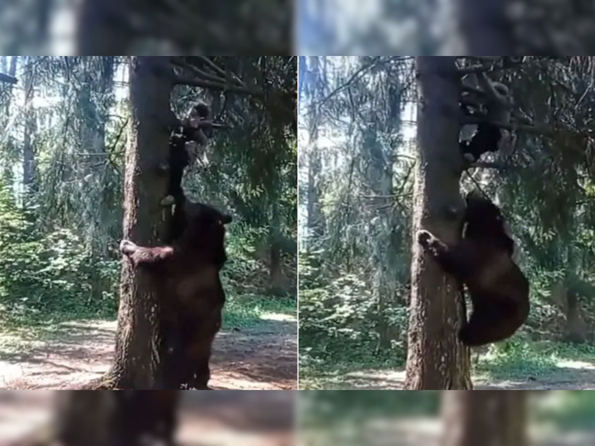 Viral Video: शख्स के पीछे ही पड़ गया जंगली भालू, पेड़ पर पीछे-पीछे चढ़ गया फिर जो हुआ...