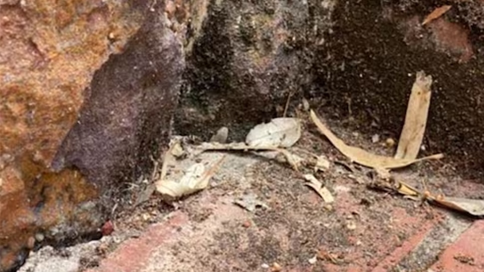 Optical Illusion: गंदे पत्थरों में छिपा हुआ है एक जहरीला सांप, बाज जैसी आंख वालों को आएगा नजर; क्या आपको दिखा?