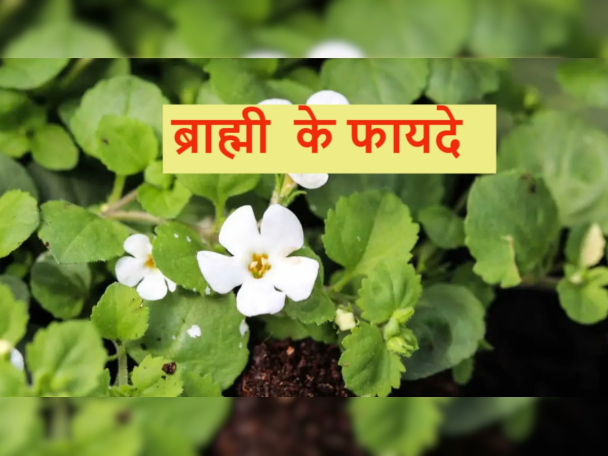 Brahmi Benefits: बेहतर मानसिक स्‍वास्‍थ्‍य के लिए घर में लगाएं ब्राह्मी का पौधा, जानें अनगिनत फायदे 