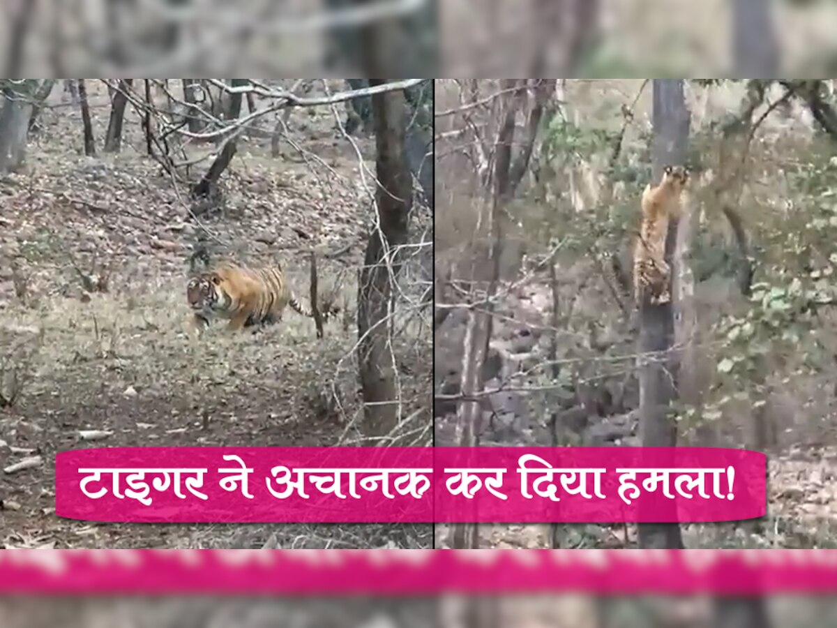 Tiger Video: टूरिस्ट को छोड़कर टाइगर ने किया इस खूंखार जानवर पर हमला, देखें आखिर में क्या हुआ