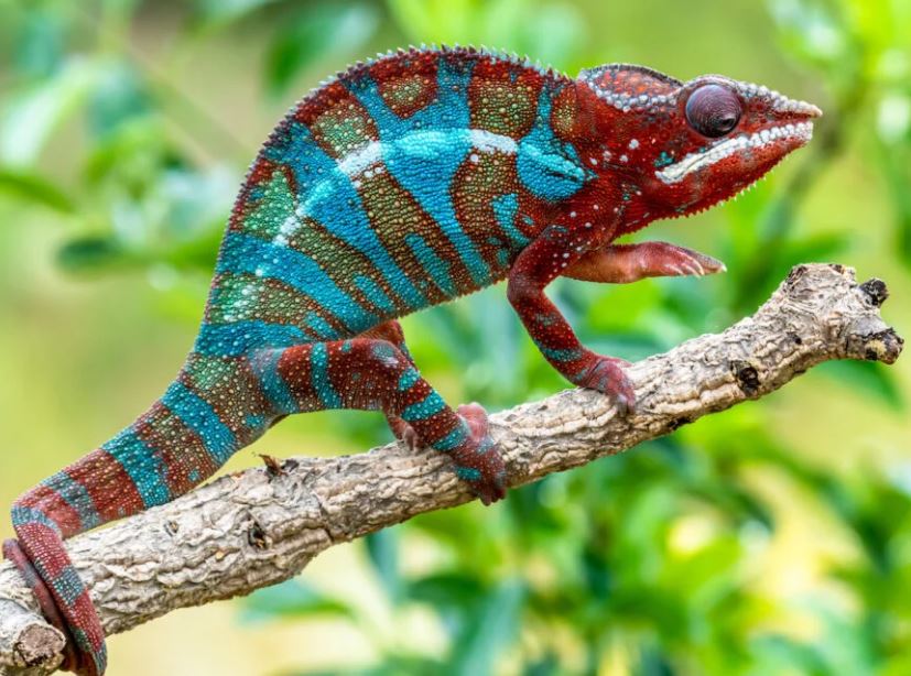 How does chameleon change color science know some interesting Facts