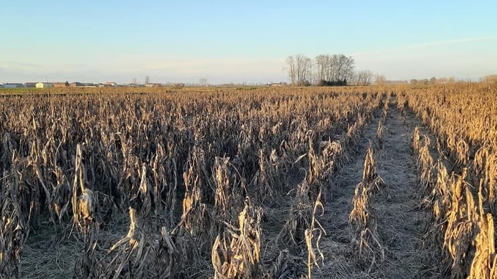 Optical Illusion: अगर आप मक्के के खेत में कुत्ते को 11 सेकंड में देख सकते हैं तो आपके पास हैं बाज जैसी आंखें