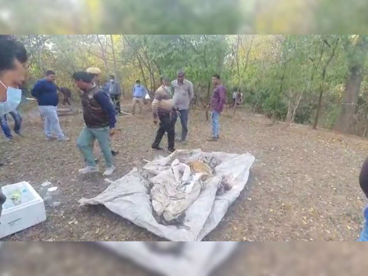Karauli के वन्यजीव प्रेमियों के लिए बुरी खबर, मासलपुर वन क्षेत्र में मृत मिला टाइगर