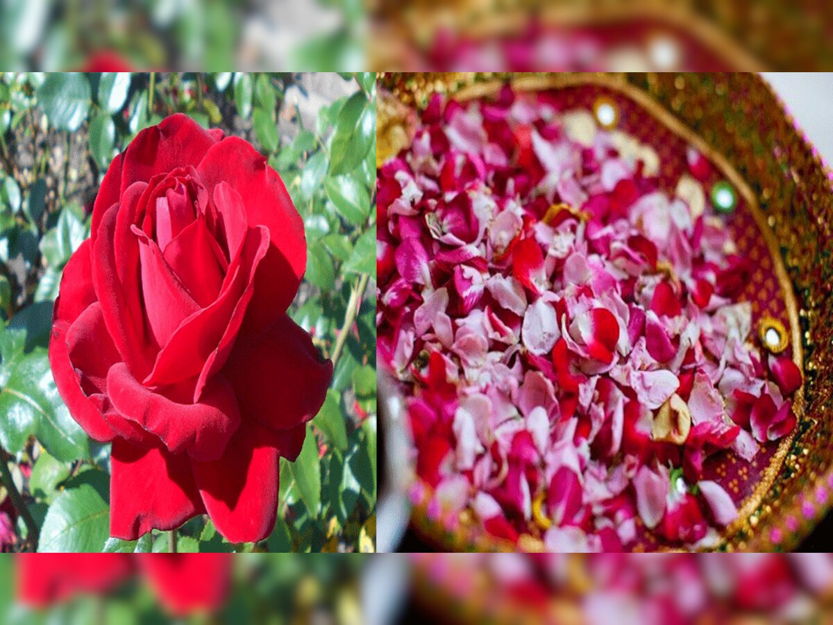 Vastu Tips: प्यार ही नहीं, सौभाग्य भी दिलाता है गुलाब, करियर में होगी ऐसी ग्रोथ की दुश्मन भी जल जाएं