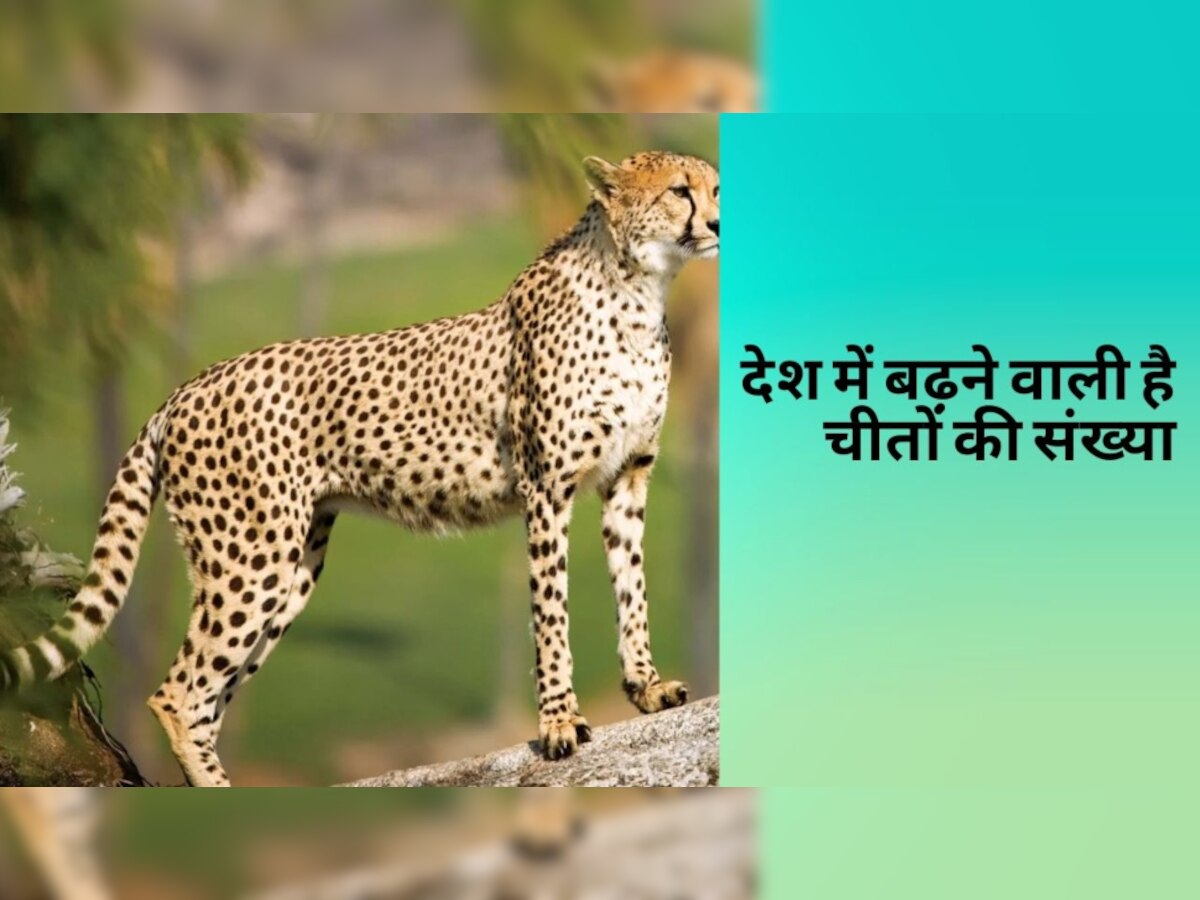 Cheetah: देश में चीतों को लेकर आई Good News, 5 महीने बाद बढ़ने वाली है संख्या