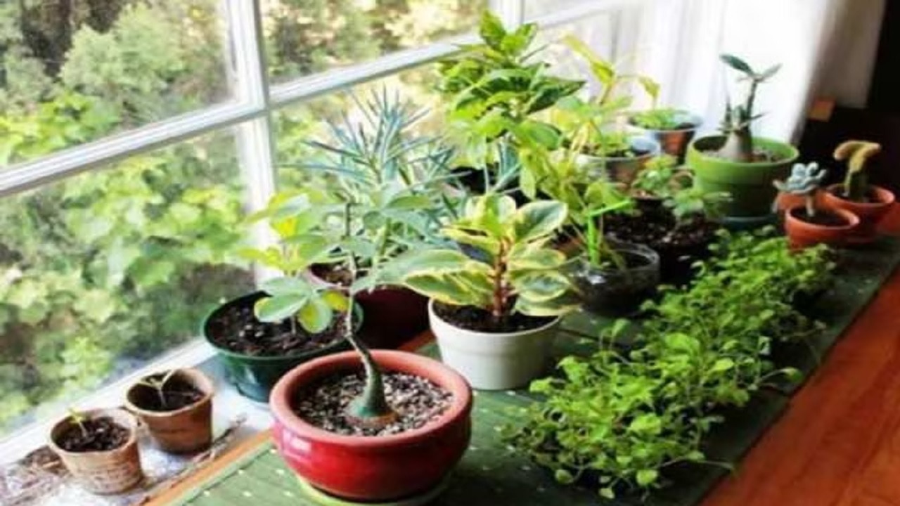 Vastu plants 2023: घर में बिलकुल भी न लगाएं ये पौधे, होते हैं बेहद अशुभ, लाते हैं घर में दुर्भाग्य