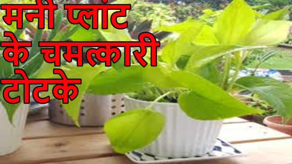 Money Plant Tips मनी प्लांट की जड़ में बांध दें ये एक खास चीज कई गुना तेज स्पीड से खिंचा चला 8801