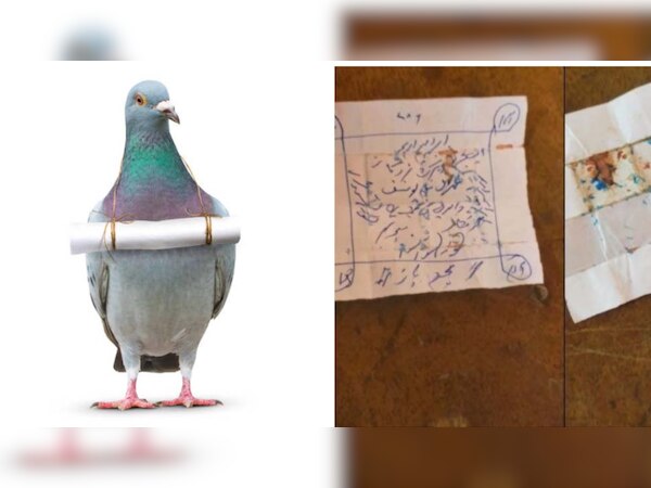 उर्दू में खून से लिखी चिट्टी गले में लटकाकर उतरा कबूतर; कोई नहीं पढ़ पाया सन्देश  