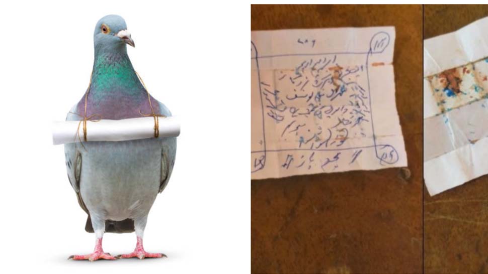 उर्दू में खून से लिखी चिट्टी गले में लटकाकर उतरा कबूतर; कोई नहीं पढ़ पाया सन्देश उर्दू में खून से लिखी चिट्टी गले में लटकाकर उतरा कबूतर; कोई नहीं पढ़ पाया सन्देश