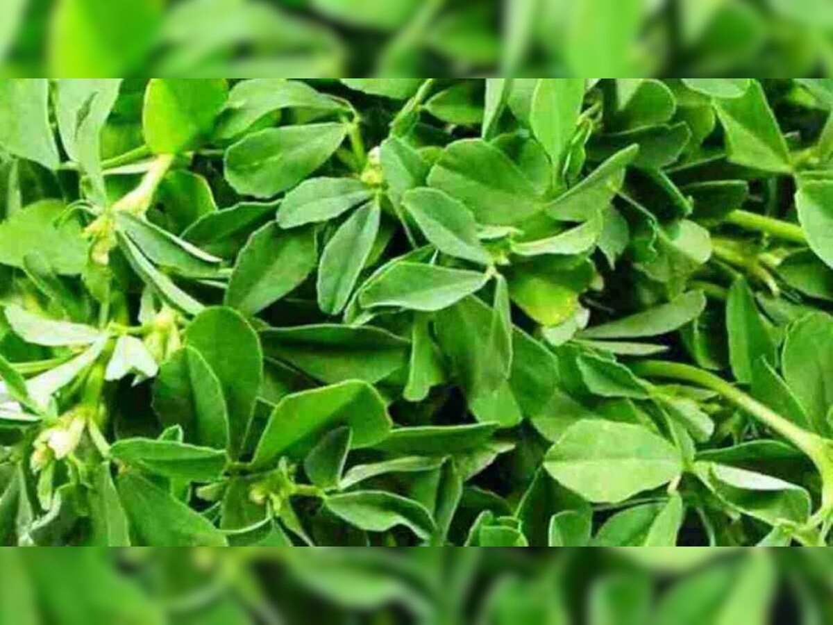 Benefits of Fenugreek Leaves : दिल की बीमारियों को मिनटों में दूर करता है आयरन से भरपूर यह हरा पत्‍ता, मधुमेह का भी रामबाण इलाज 