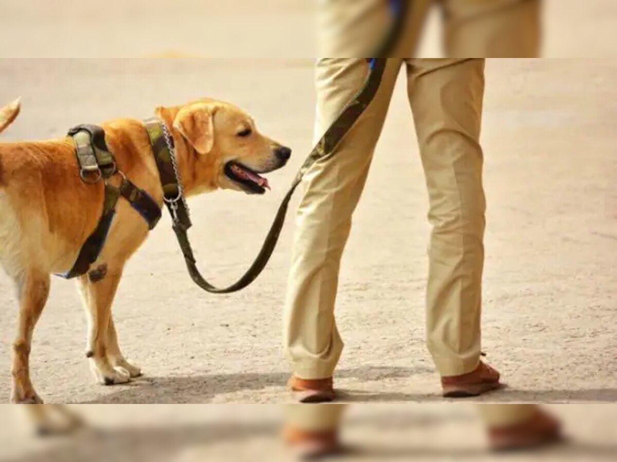 Ghaziabad: Dogs की इन 3 Breed पालन पर लगी रोक, घर में दो से ज्यादा कुत्ते रखने पर होगी कार्रवाई