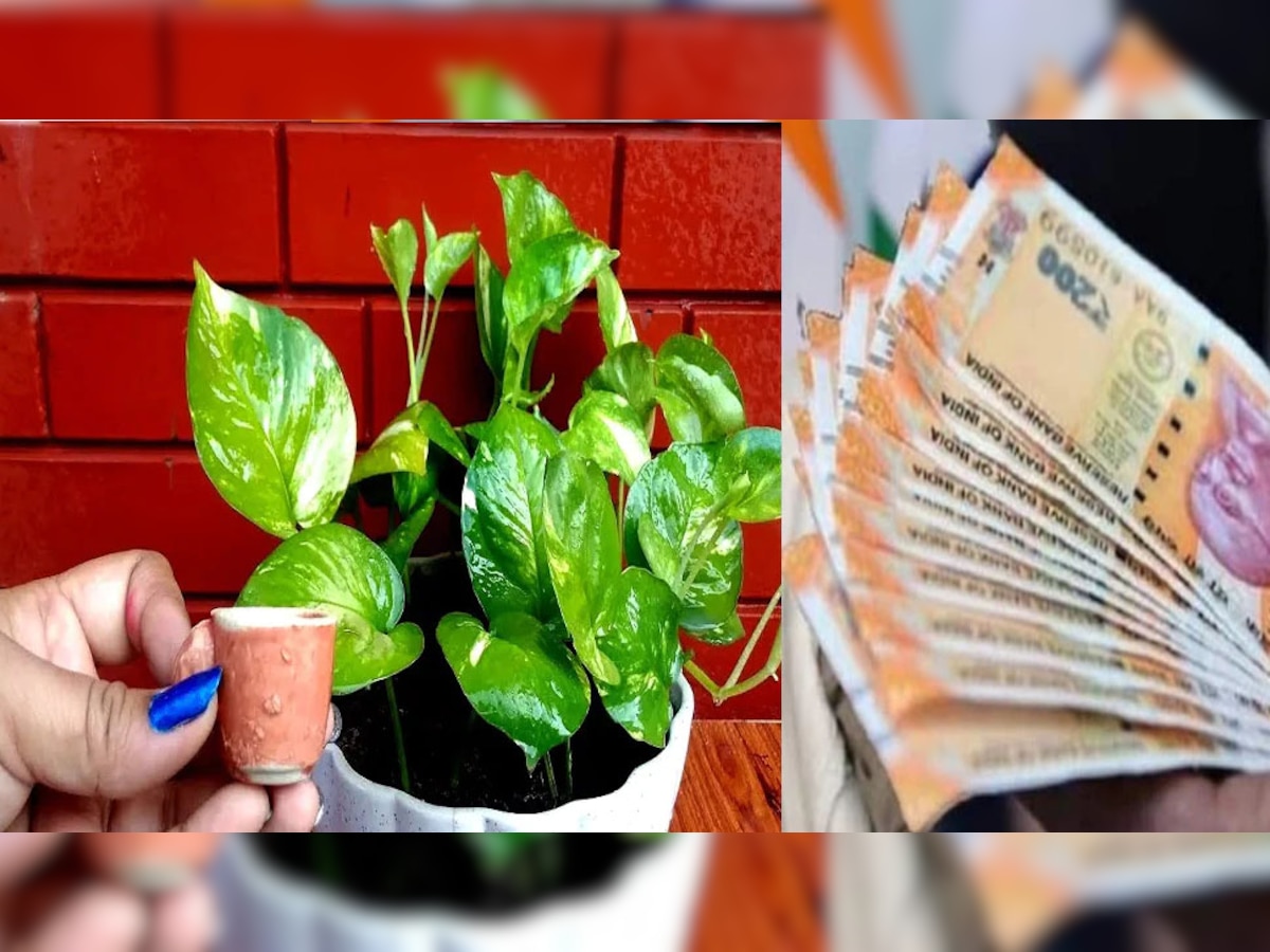 Money Plant: महीना शुरू होते ही खाली हो जाती है जेब? घर में इस दिशा में लगा लें मनी प्लांट, चुंबक की तरह खिंचकर आने लगेगा धन