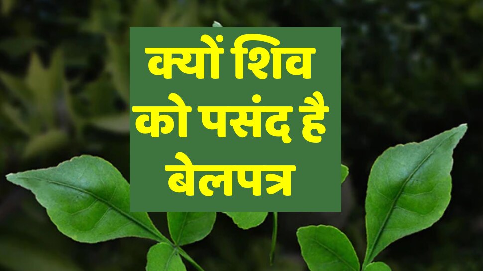 Mahashivratri 2023 Lord Shiva love Belpatra know its importance