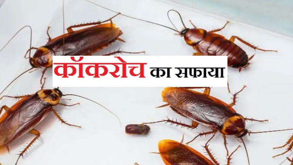 How To Get Rid Of Cockroaches Tilchatta Bhagane Ke Upay Kitchen Hacks 