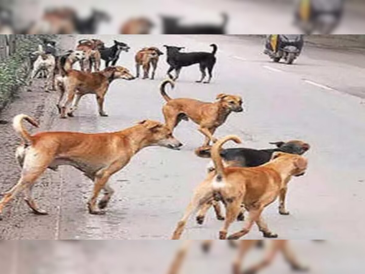 शाहजहांपुर : आवारा कुत्‍तों के झुंड ने 7 वर्षीय मासूम पर बोला धावा, नोंचकर मौत के घाट उतारा, ग्रामीणों में आक्रोश 