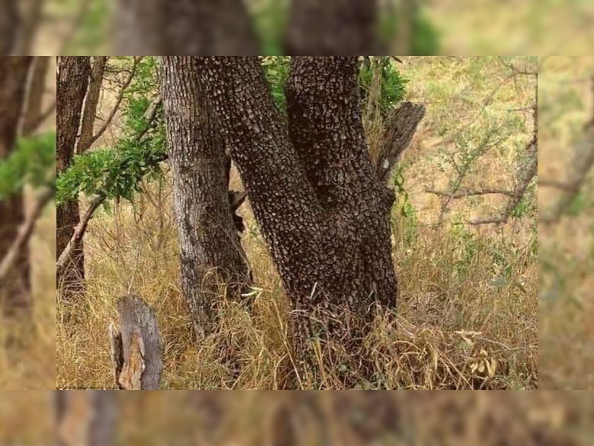 Leopard Hidden in Picture