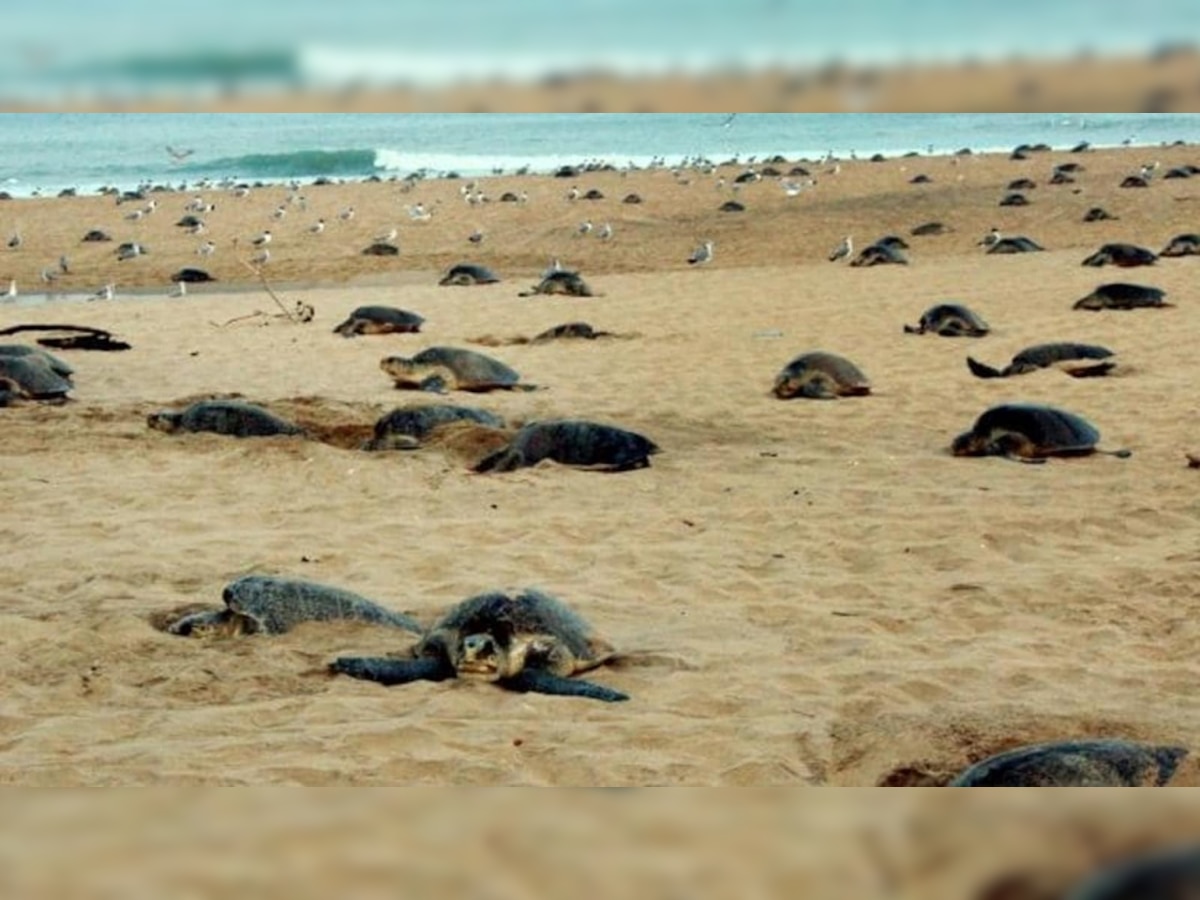 olive ridley turtle : ବିପଦରେ ଅଲିଭ ରିଡଲେ, ଝୁଣି ଖାଉଛନ୍ତି କୁକୁର