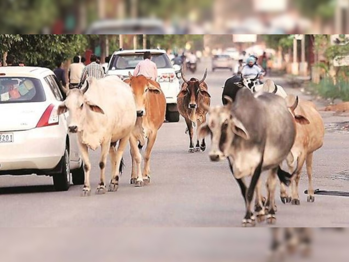 हर प्रधान को 10-10 आवारा जानवर गोद लेने का फरमान, यूपी के इस जिले में छुट्टा जानवरों पर रोक के लिए अटपटा निर्देश