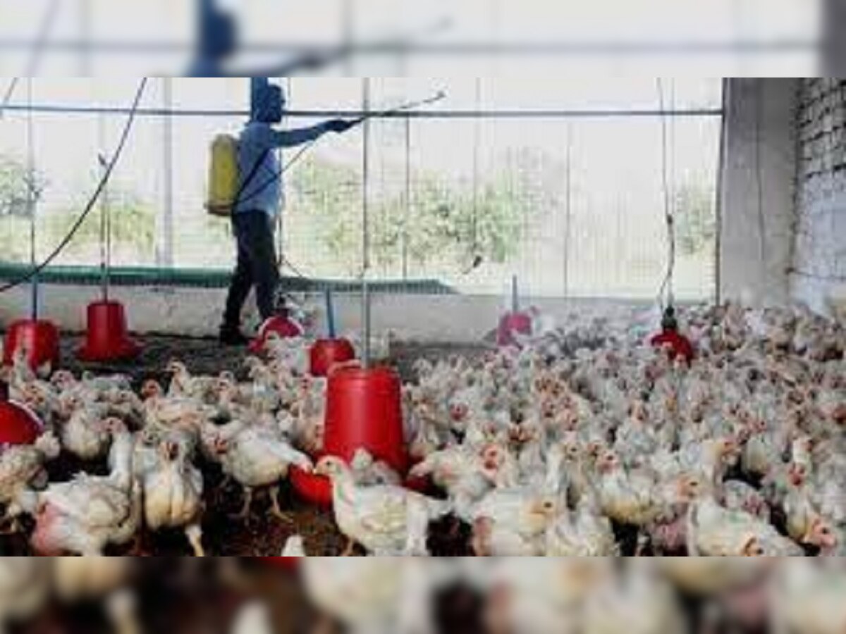 Bird Flu News : बोकारो में बर्ड फ्लू की आशंका से दहशत, 17 दिनों में करीब 400 मुर्गियों की हुई मौत, जांच रिपोर्ट का इंतजार