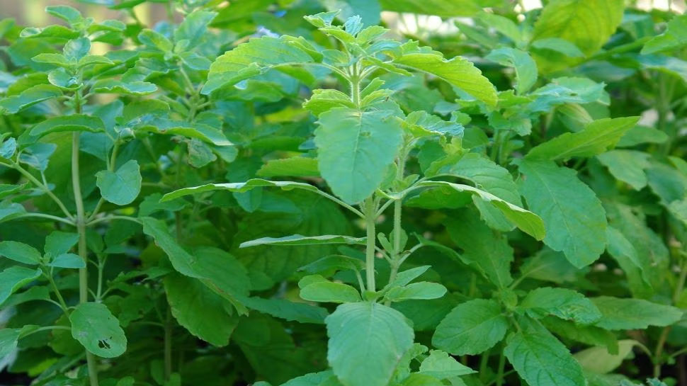 Start Basil Farming or tulsi ki kheti in 15000 and earn 3 lakhs in