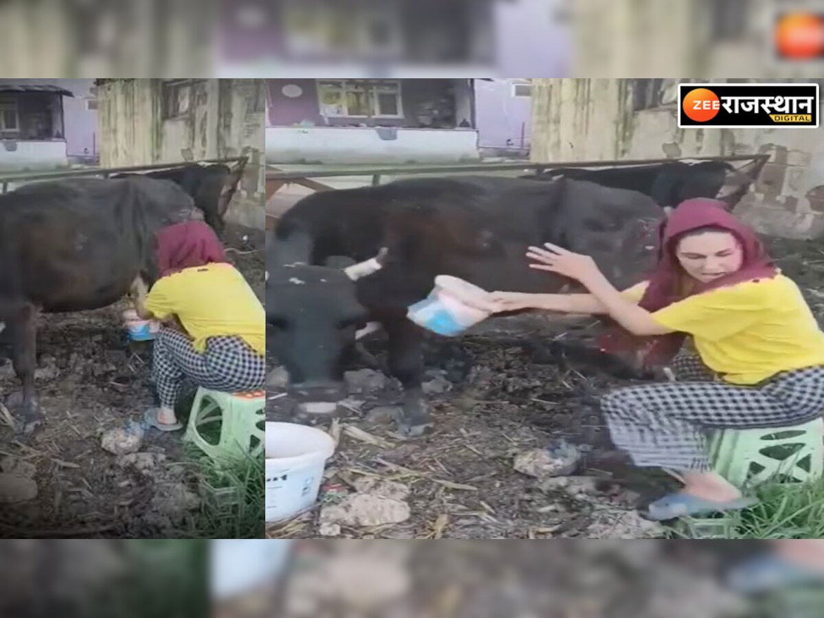 Viral Video: गाय का दूध निकालने लगी अंग्रेज लड़की, पड़ी लात, बोली- मैं नहीं जाऊंगी इसके पास 