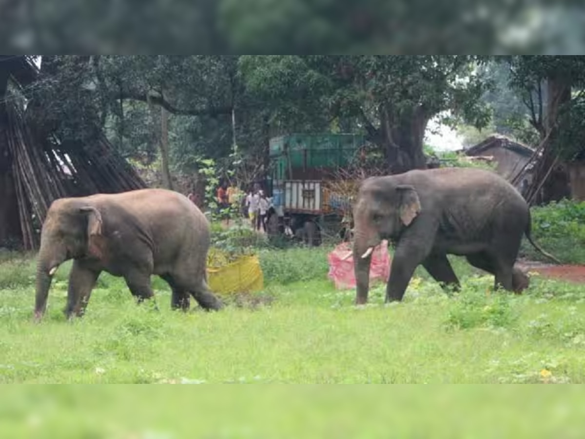 लोहरदगा में जंगल से भटके हाथियों का आतंक, तीन लोगों को रौंद कर मार डाला
