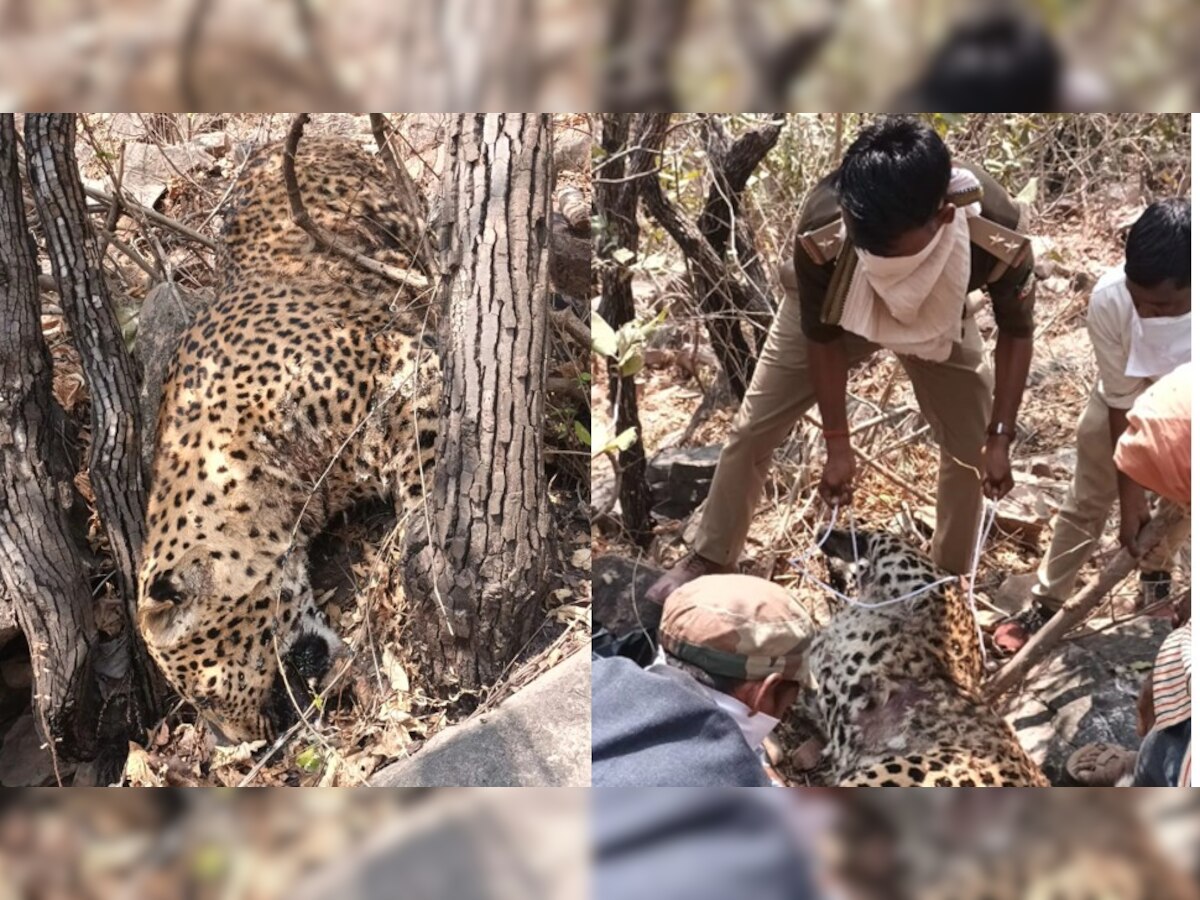 Sonbhadra Leopard: एक महीने में तीसरे तेंदुए की मिली लाश, यूपी के जिले में जंगली जानवरों को लेकर फैली सनसनी