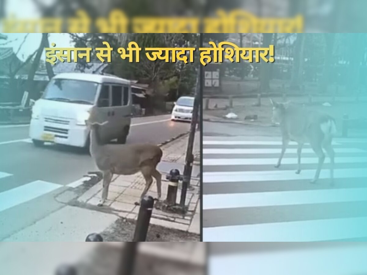 Deer Video: रोड किनारे खड़ा होकर देखता रहा हिरण, ट्रैफिक रुकते ही कुछ ऐसा किया..मुरीद हो गए लोग