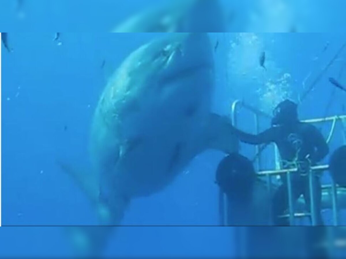 Deep Blue Shark: ନାଁ ହେଉଛି 'ଡୀପ୍ ବ୍ଲୁ', ଲମ୍ବ ୨୦ ଫୁଟରୁ ଅଧିକ, ସାର୍କ ଭିଡିଓ ଦେଖି ଭୟଭୀତ ହୋଇଗଲେ ଲୋକେ 