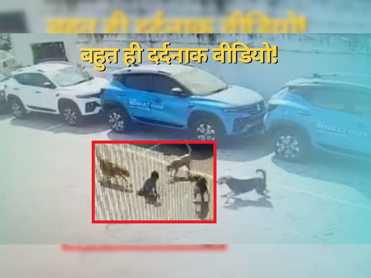 CCTV: आवारा कुत्तों ने 4 साल के मासूम को नोंच-नोंचकर मार डाला..चीखता रह गया बच्चा, सामने आया वीडियो