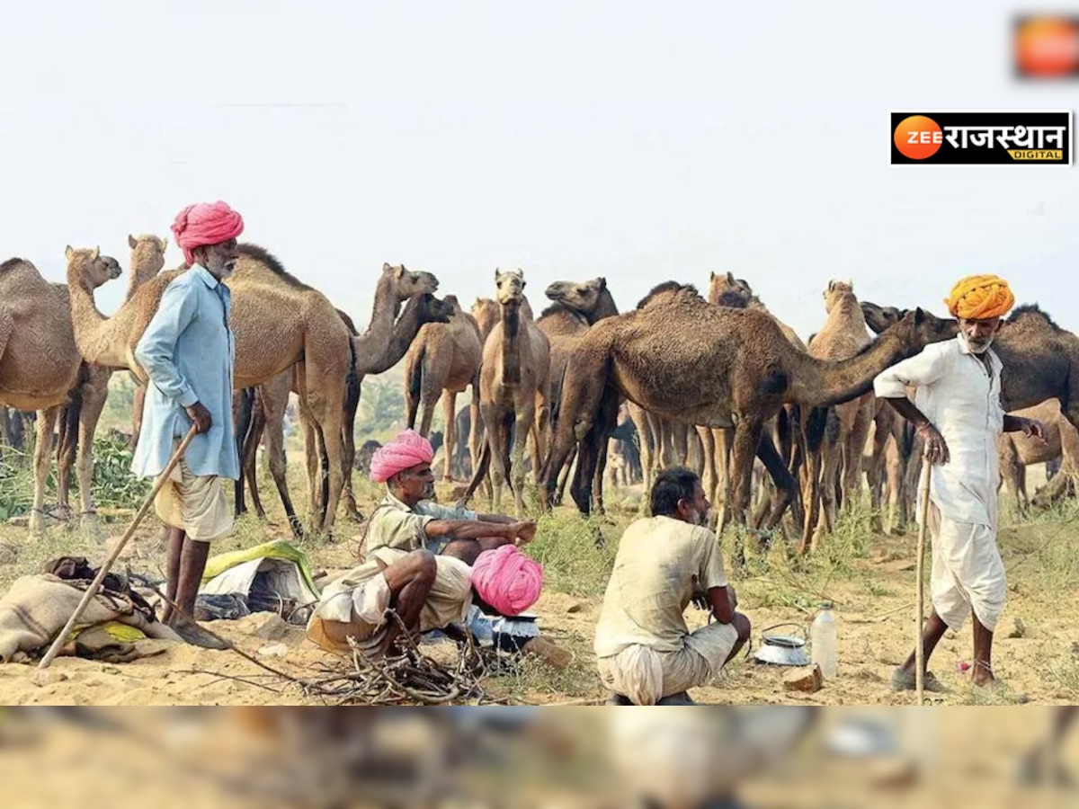 राजस्थान के ऊंट पालने वालों की आय धूप पड़ने से चार गुना बढ़ी, जानें कैसे 