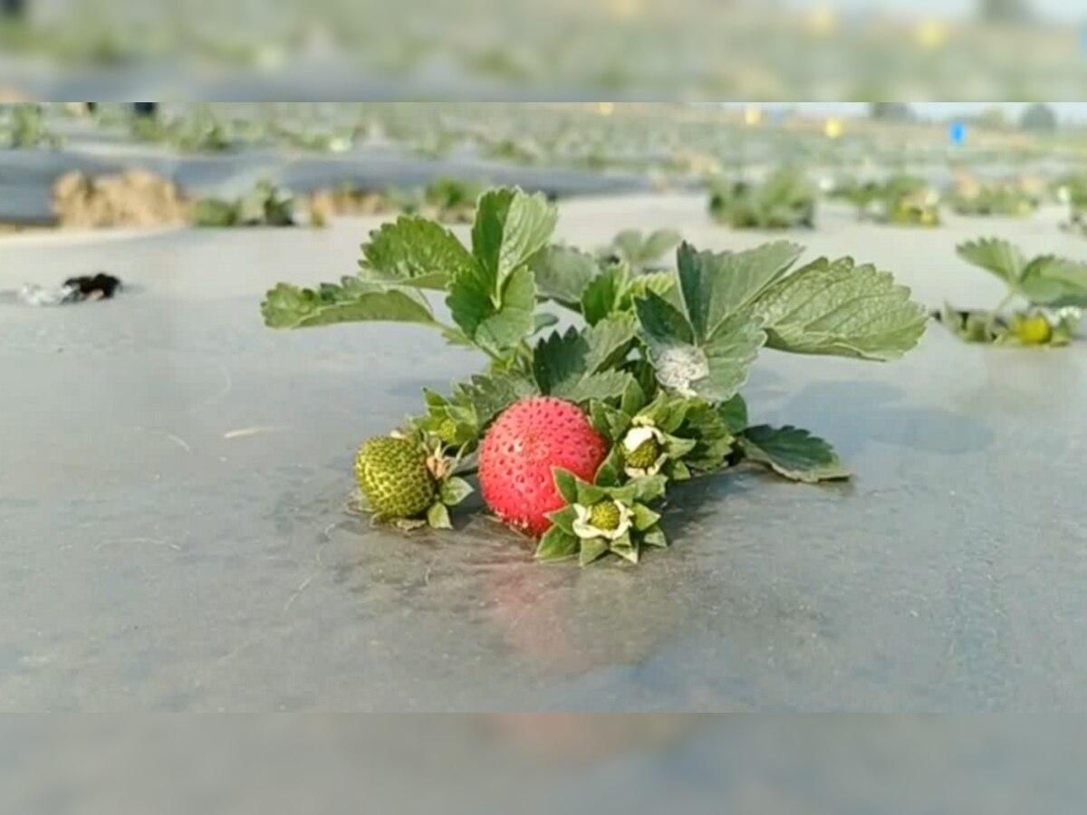 स्ट्रॉबेरी की खेती कर ‘मालामाल’ हो रहे यहां के किसान, हर महीने होती है लाखों की कमाई 