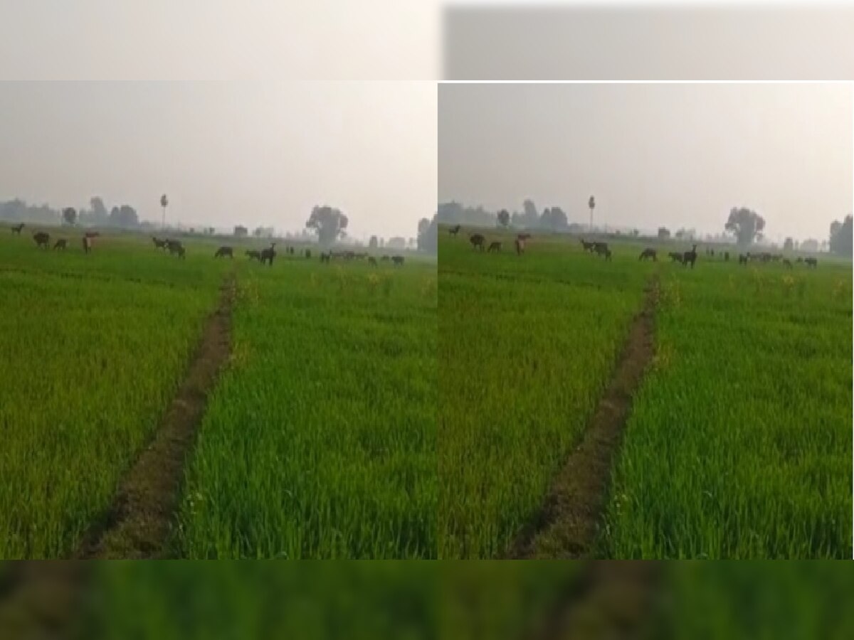 Bihar News: नीलगायों के आतंक से किसान परेशान, फसलों को रौंदकर कर रही बर्बाद