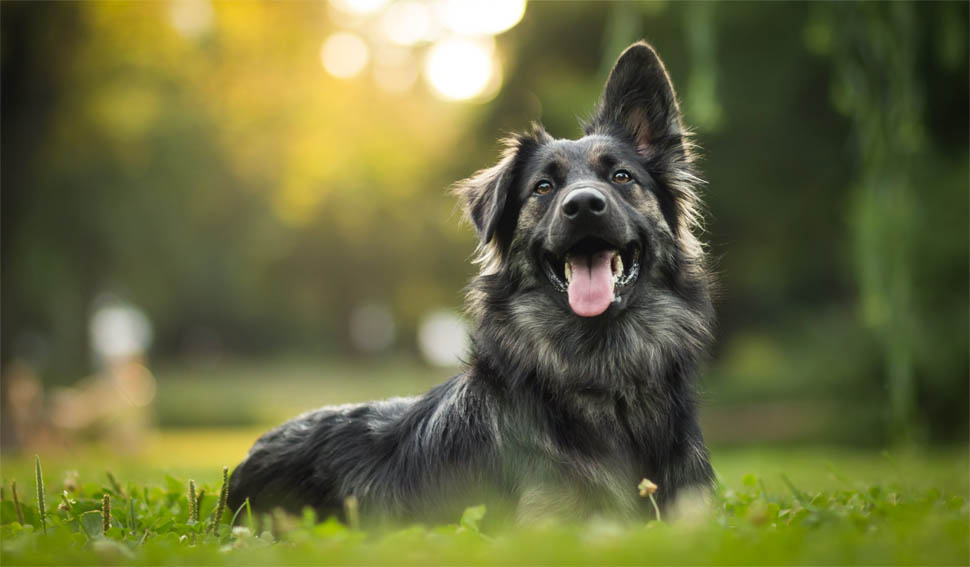 इस जगह पर कुत्तों को बनाया जाता है मेयर, आखिरी चुनाव में रिकॉर्ड वोटों से हासिल की जीत इस जगह पर कुत्तों को बनाया जाता है मेयर, आखिरी चुनाव में रिकॉर्ड वोटों से हासिल की जीत