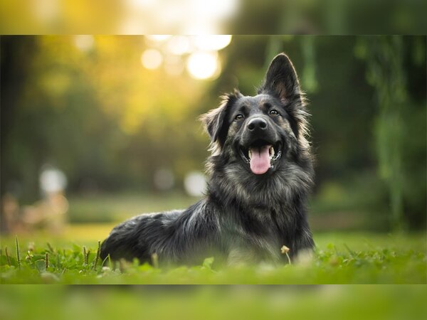 इस जगह पर कुत्तों को बनाया जाता है मेयर, आखिरी चुनाव में रिकॉर्ड वोटों से हासिल की जीत