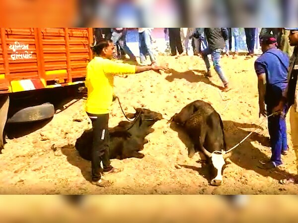 gau rakhshak caught truck full of cattle gauvansh handed helper Irfan ...