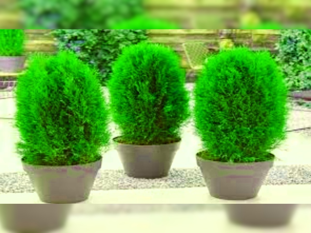 Morpankhi Plant Vastu Tips in Hindi