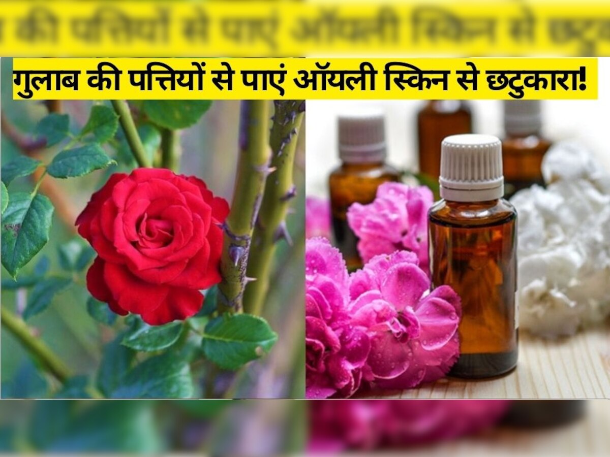 Oily Skin Treatment: ग्रीसी या चिपचिपी स्किन के लिए घर पर बनाएं गुलाब की पत्तियों से एस्ट्रिंजेंट