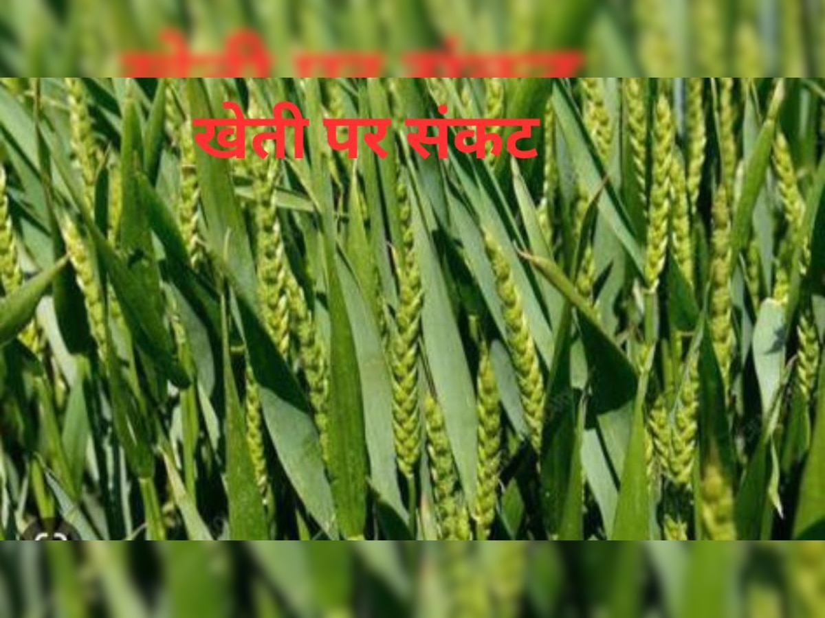 wheat crop weather alert