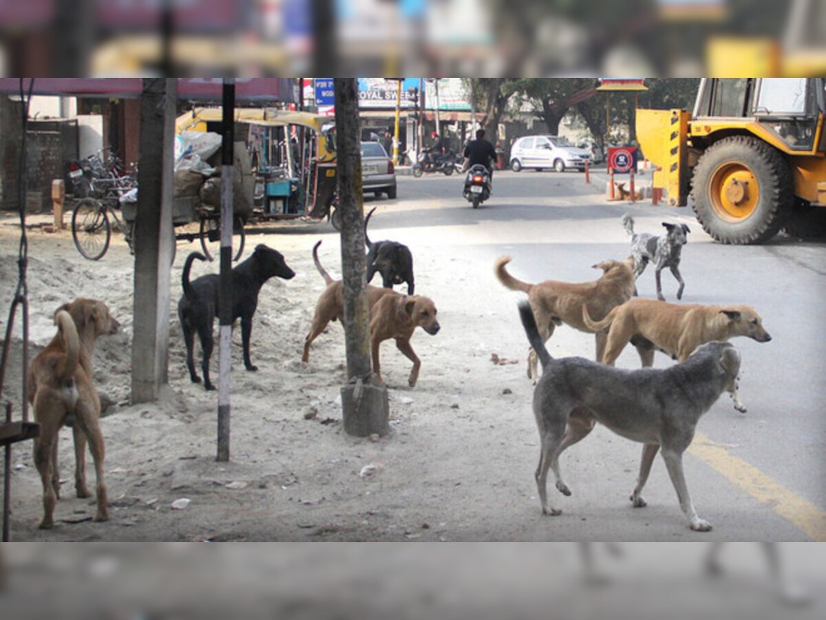 Hyderabad Dog Attack: ହାଇଦ୍ରାବାଦ ଘଟଣା ପରେ ରାସ୍ତାରୁ ବୁଲା କୁକୁର ହଟାଇବାକୁ ନିର୍ଦ୍ଦେଶ ଦେଲେ ମନ୍ତ୍ରୀ 