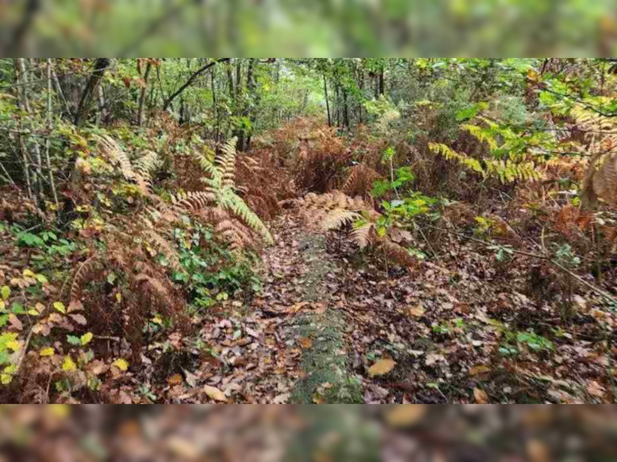 Optical Illusion: झाड़ियों में कहीं छिपा हुआ है एक कुत्ता, सिर्फ 8 सेकेंड में खोजने का चैलेंज