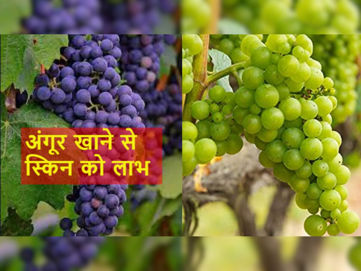 Fruits For Skin: क्या आप जानते हैं अंगूर त्वचा को कैसे करता है UV Rays से प्रोटेक्ट? आज ही से खाना शुरू करें..