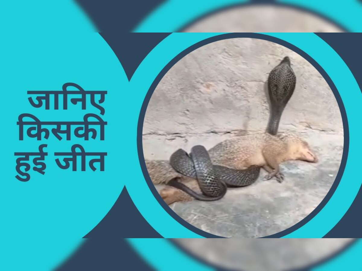 Snake Mangoose Fight: आखिरकार सदियों पुरानी दुश्मनी का अंत हुआ? देखिए सांप-नेवले की लड़ाई में कौन जीता